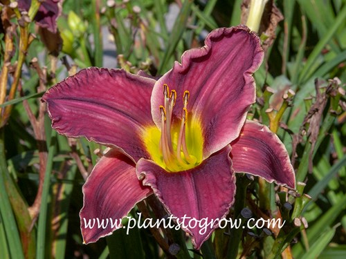 Ghost of Thunder Road Daylily 
31 inch
6 inch violet self, chartreuse throat
tetraploid, midseason 
(Hansen 2001)